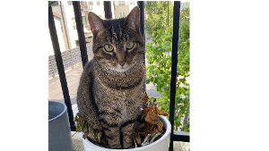Lost Pet: Kato
