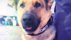 Lost Pet: Major