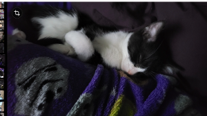 Lost Pet: Boots (Bootsie)
