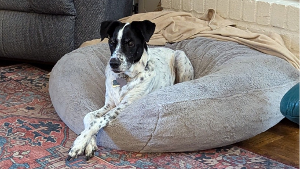 Lost Pet: Poquito