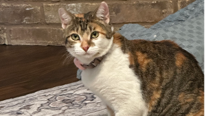 Lost Pet: Willow