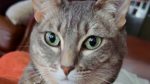 Lost Pet: Mellie