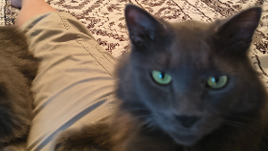Lost Pet: Lights