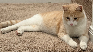 Lost Pet: Vanilla