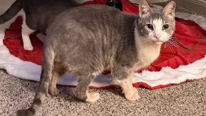 Lost Pet: Maestro