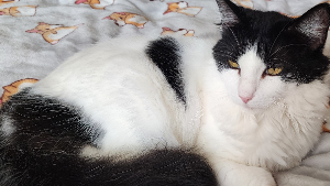 Lost Pet: Maui