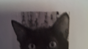 Lost Pet: Luka