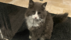MAX<