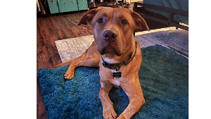 Lost Pet: Elliott