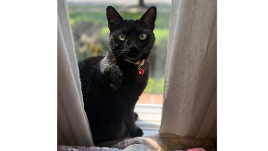 Lost Pet: Harlequin