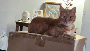 Lost Pet: Tiger