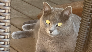 Lost Pet: Smokey