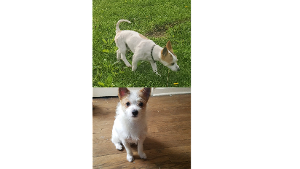 Lost Pet: Riley
