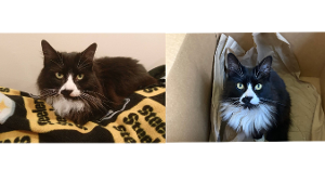 Lost Pet: Chikara