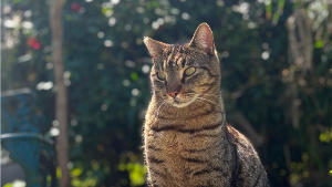 Lost Pet: Roux