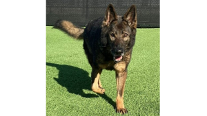 Lost Pet: Athena
