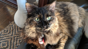 Lost Pet: Luna