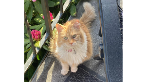 Lost Pet: Sandy