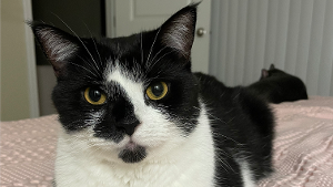 Lost Pet: Benji