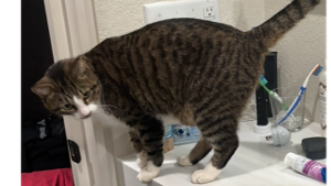Lost Pet: Nash