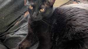 Lost Pet: Potato