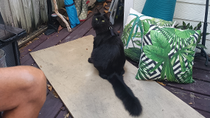 Lost Pet: Winchester