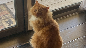 Lost Pet: Sax