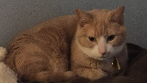 Lost Pet: Bruce