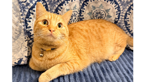 Lost Pet: Merlin