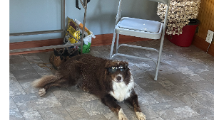 Lost Pet: hershey