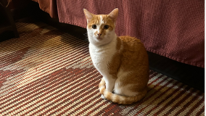 Lost Pet: Junie B Jones