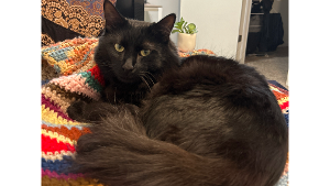 Lost Pet: Rocket