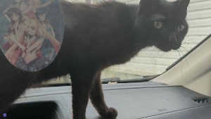 Lost Pet: Kieran