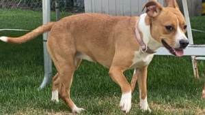 Lost Pet: Star