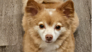 Lost Pet: Fluffy