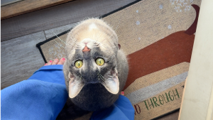 Lost Pet: Dusty