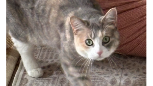 Lost Pet: June