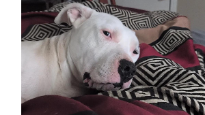 Lost Pet: Frank W