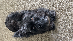 Lost Pet: RUBY