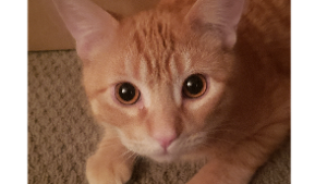 Lost Pet: Copper