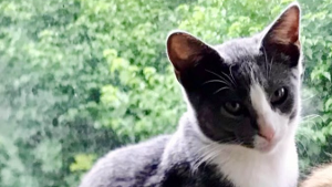 Lost Pet: Henry Fenstermacher