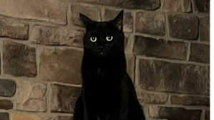 Lost Pet: Betty