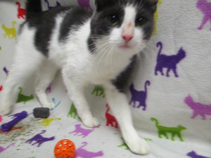 Lost Pet: Ragnor