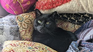 Lost Pet: Mandrake/ Babyman
