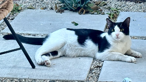 Lost Pet: Mooni
