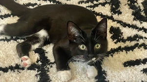 Lost Pet: Sampson