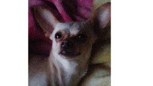 Lost Pet: Luna