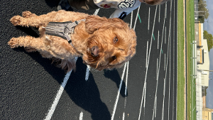 Lost Pet: Rio