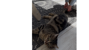 Lost Pet: Donny