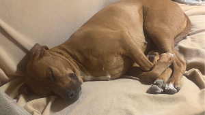 Lost Pet: Gucci